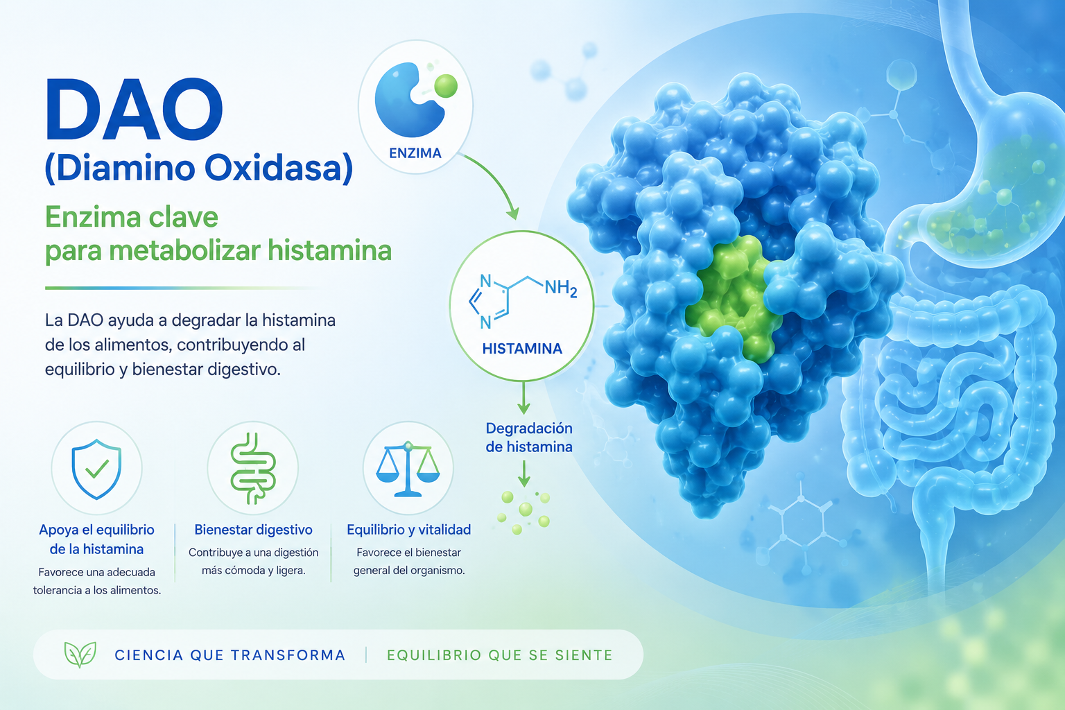 Enzima Diamino Oxidasa