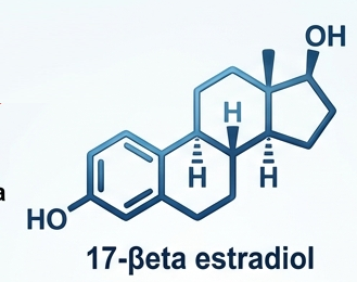 17-Beta Estradiol