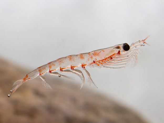 Aceite de Krill